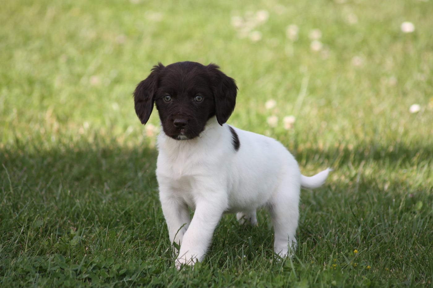 Chiot N°8 - Biscotte