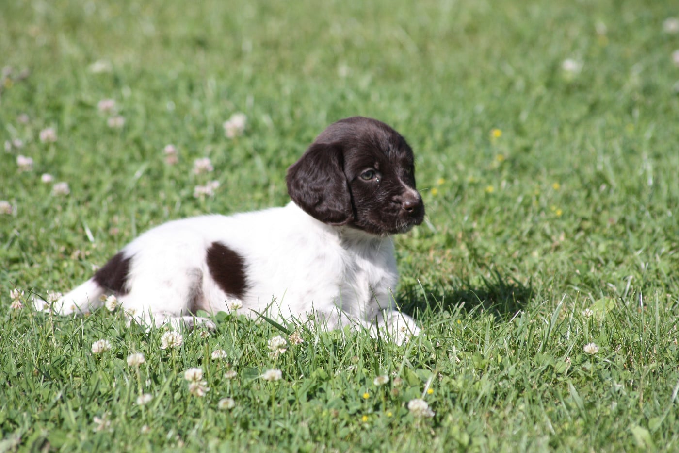 Chiot N°9 - Briska