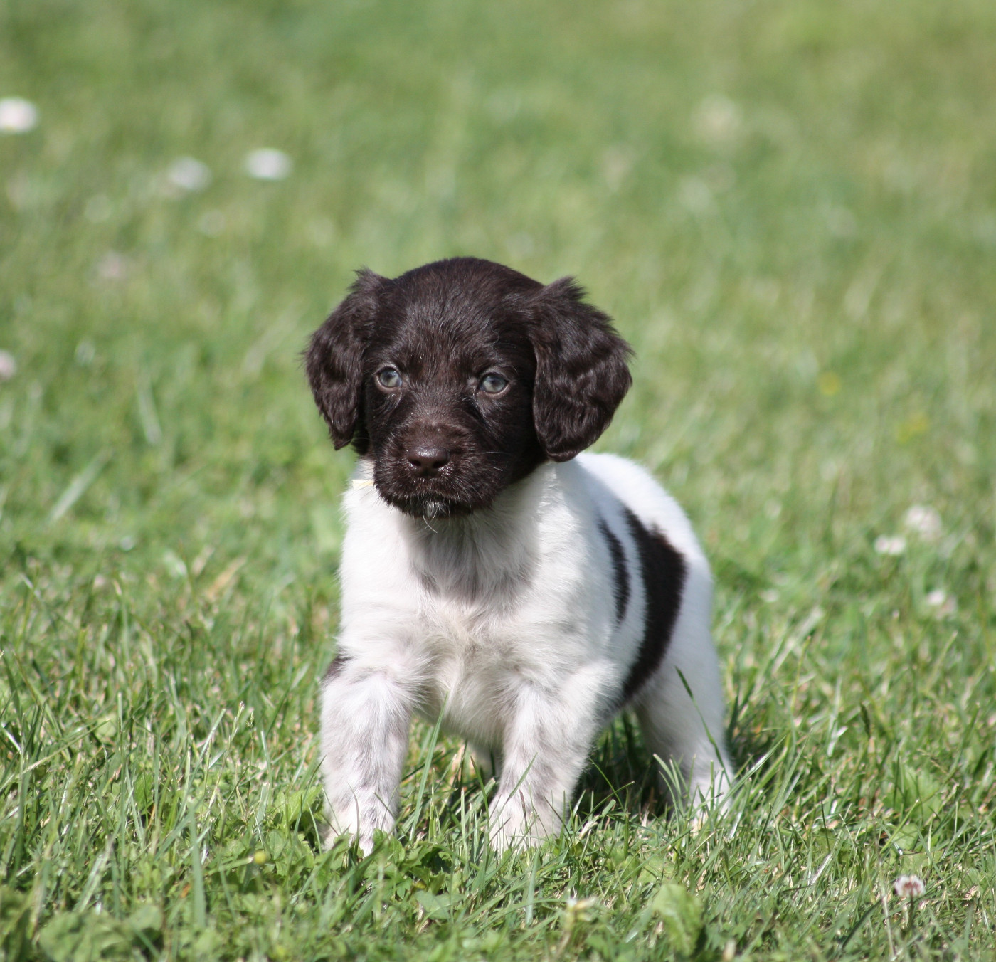 Chiot N°10 - Betsy