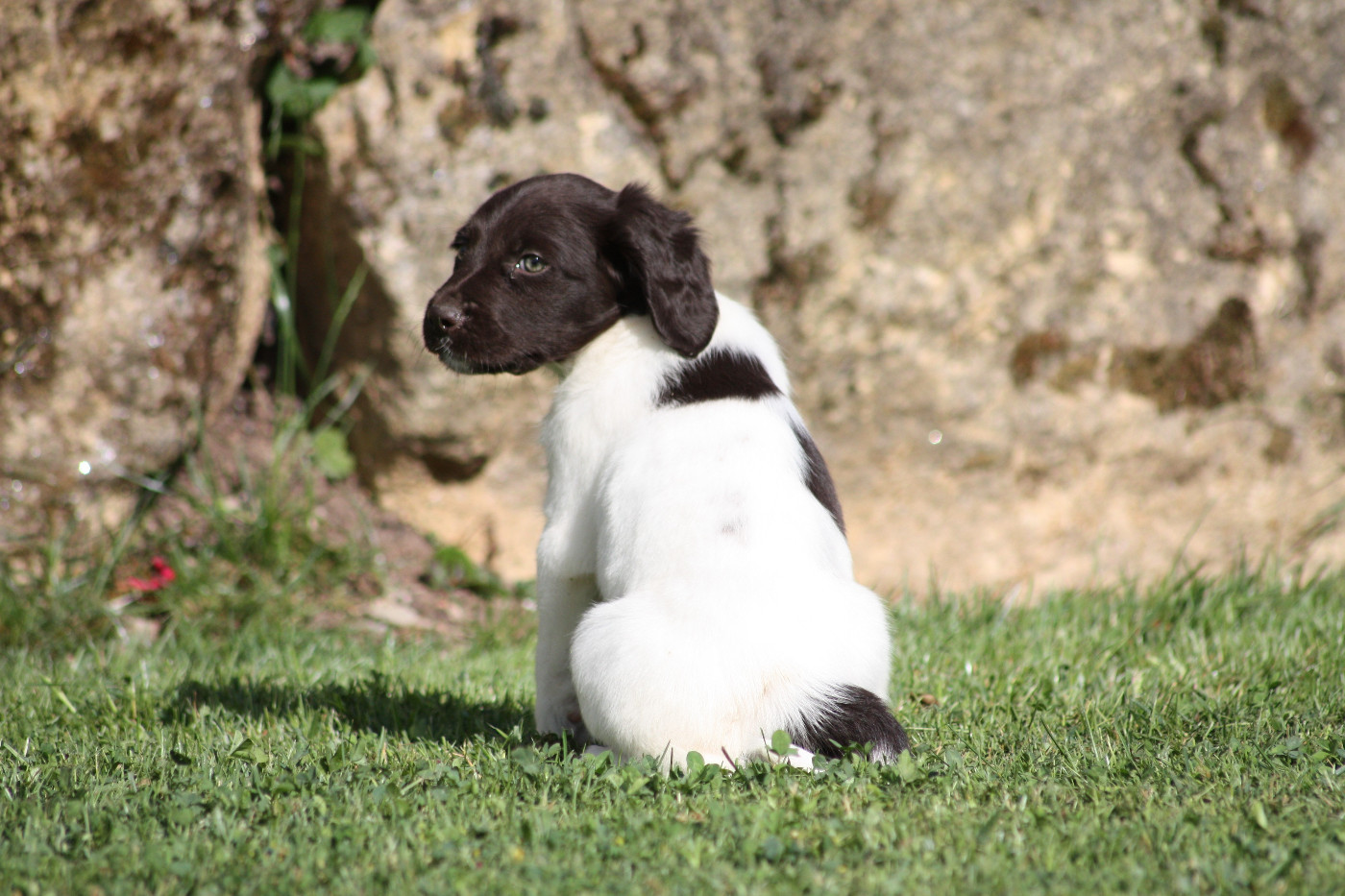 Chiot N°8 - Biscotte