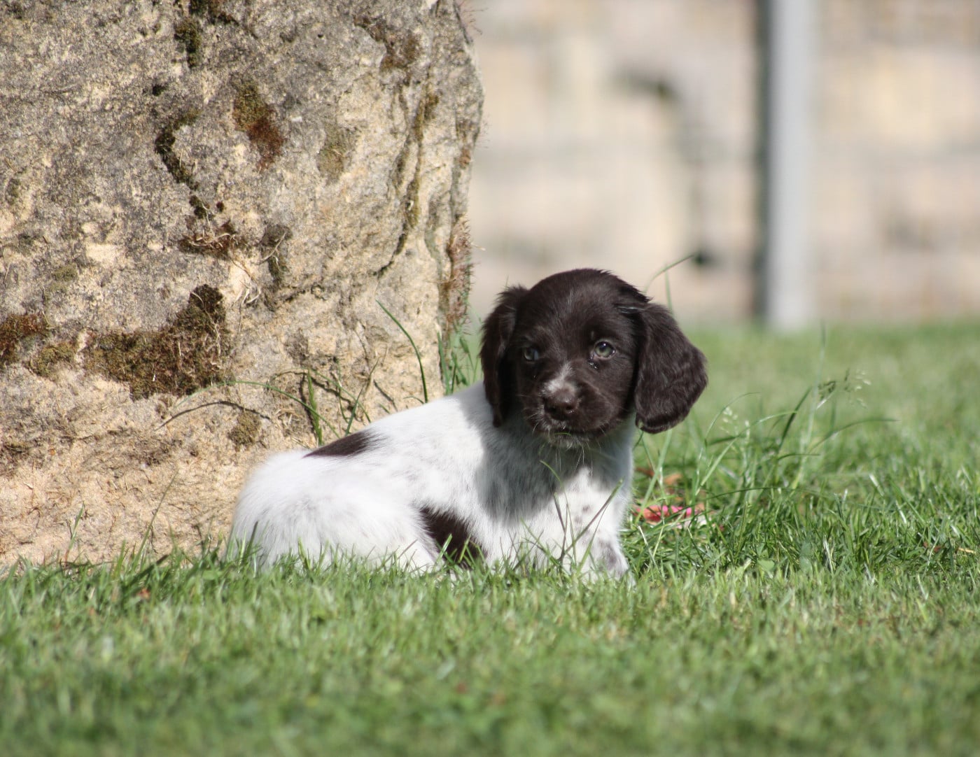 Chiot N°9 - Briska