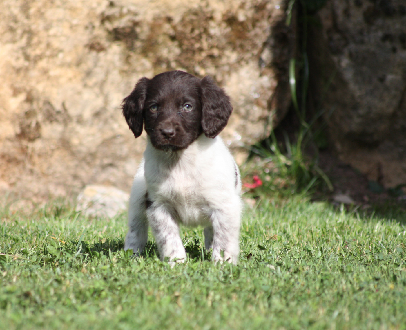 Chiot N°10 - Betsy