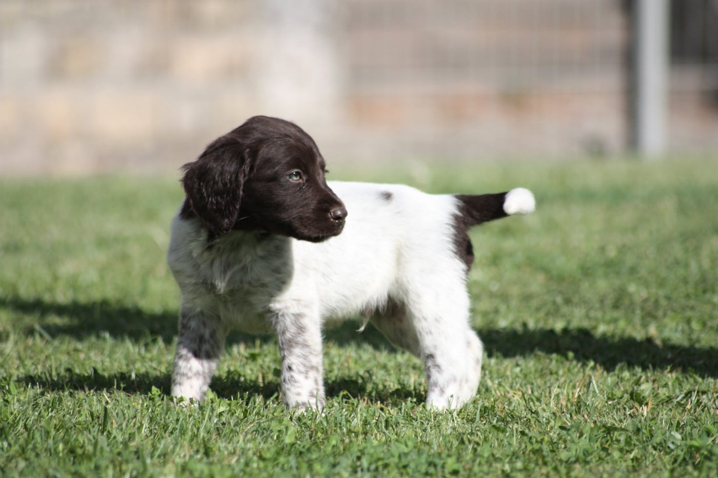 Chiot N°4 - Blitz