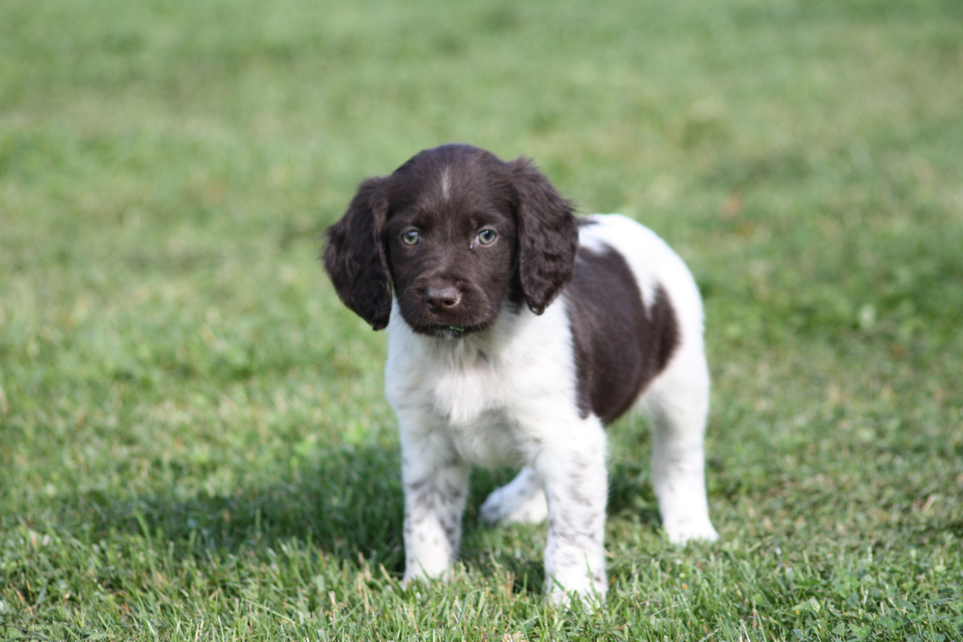 Chiot N°3 - Billy