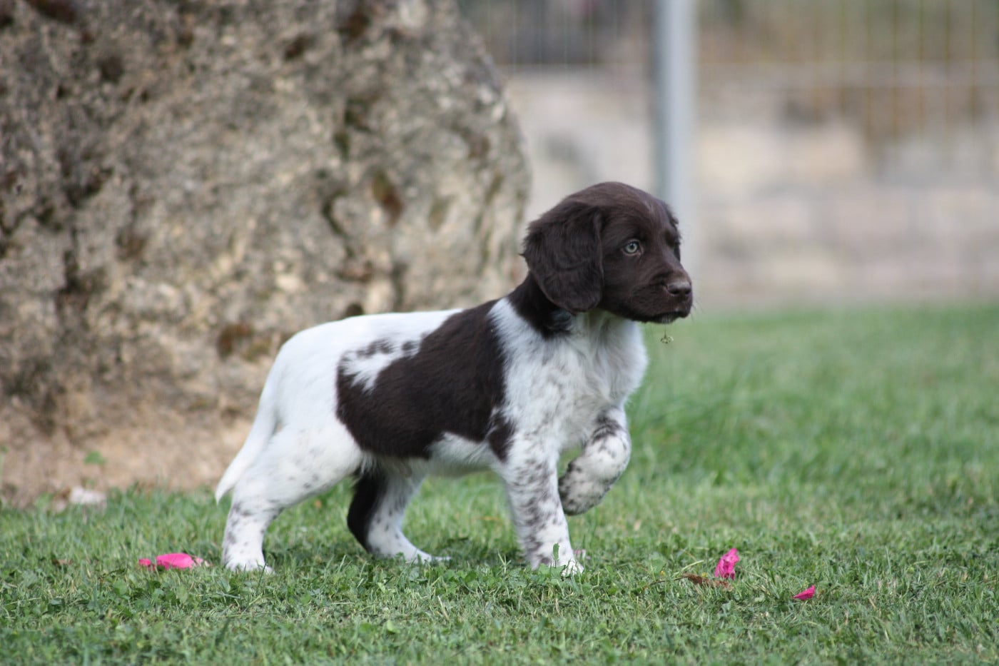 Chiot N°2 - Bandit