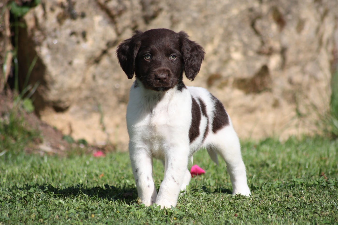 Chiot N°5 - Buck