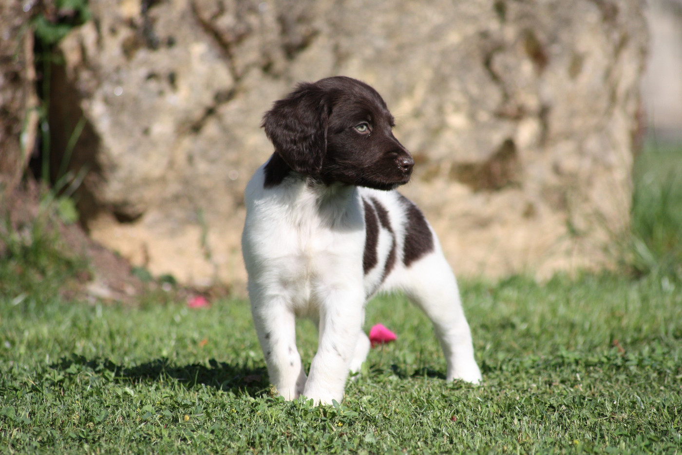 Chiot N°5 - Buck