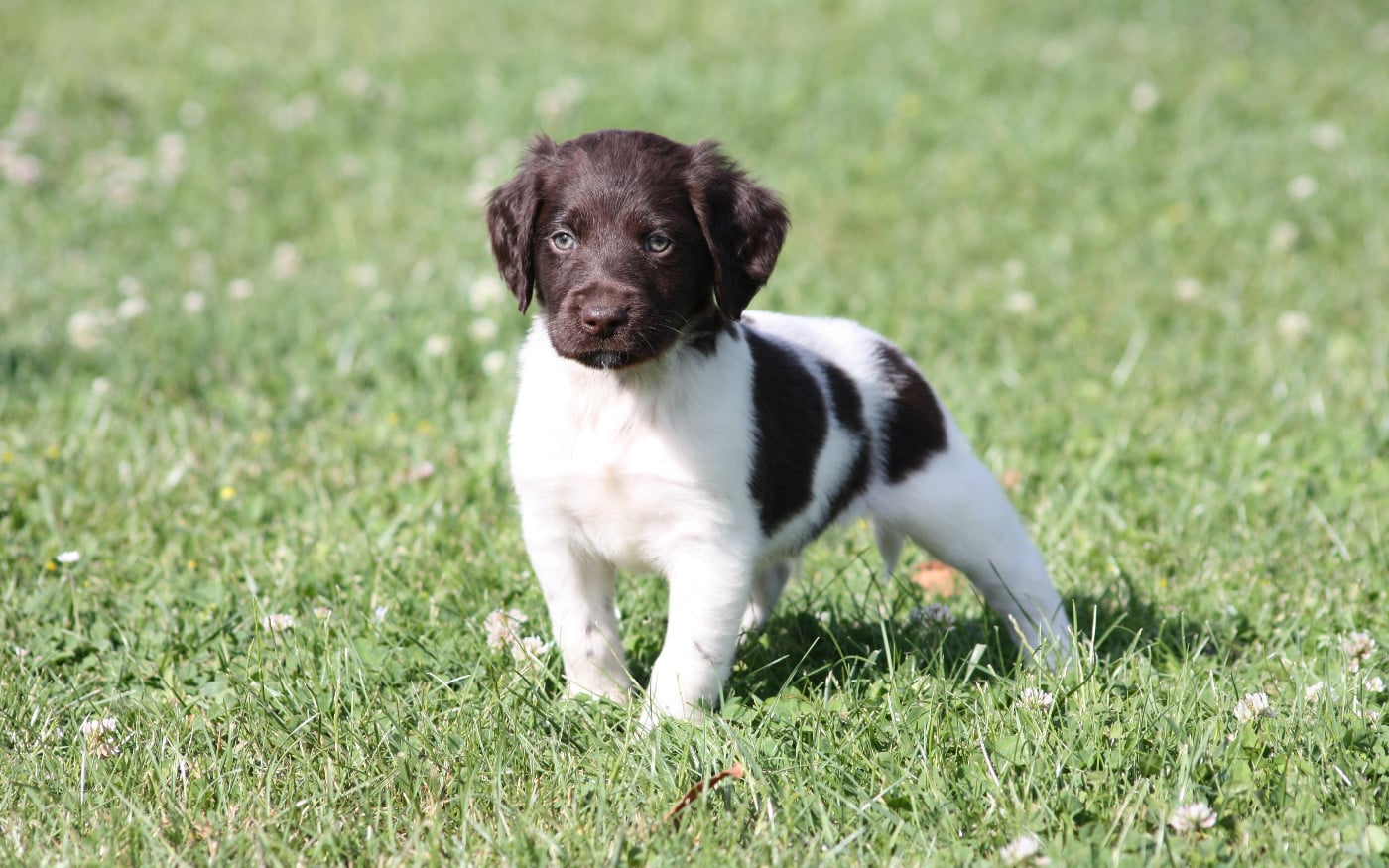 Chiot N°5 - Buck