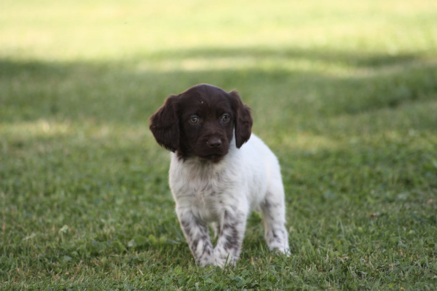 Chiot N°7 - Brokk