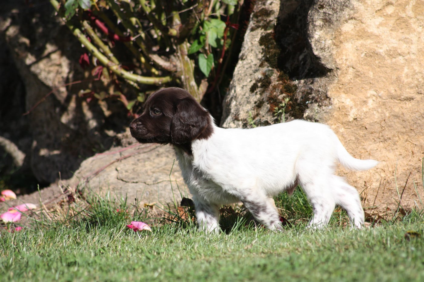 Chiot N°7 - Brokk
