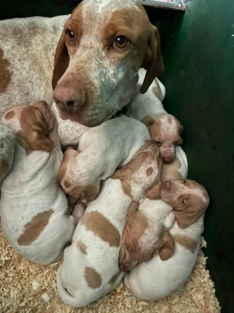 Braque de l'Ariège - Catching Spots