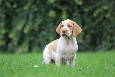 Les chiots de Braque de l'Ariège