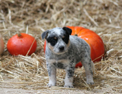 Les chiots de Bouvier australien
