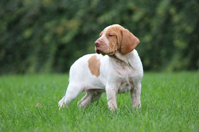 Les chiots de Braque de l'Ariège