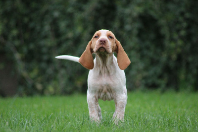 Les chiots de Braque de l'Ariège