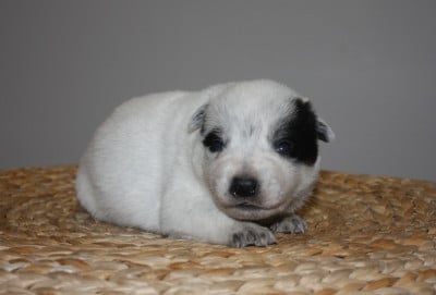 Les chiots de Bouvier australien