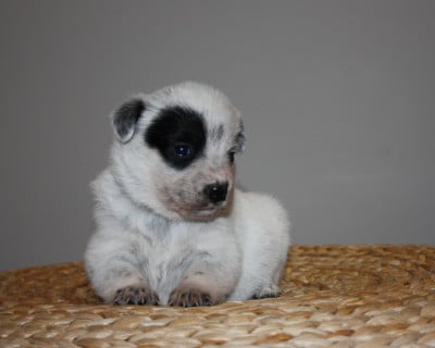 Les chiots de Bouvier australien