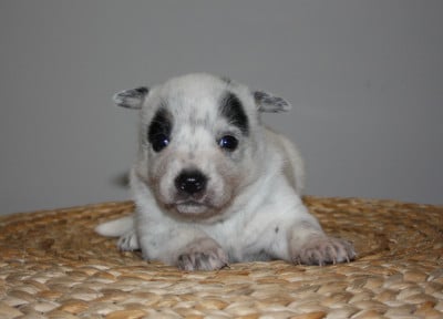 Les chiots de Bouvier australien