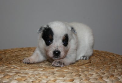 Les chiots de Bouvier australien