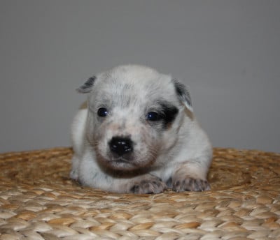 Les chiots de Bouvier australien