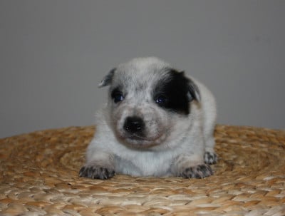 Les chiots de Bouvier australien