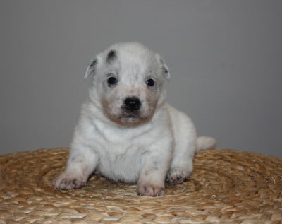 Les chiots de Bouvier australien
