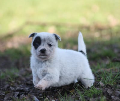 Les chiots de Bouvier australien