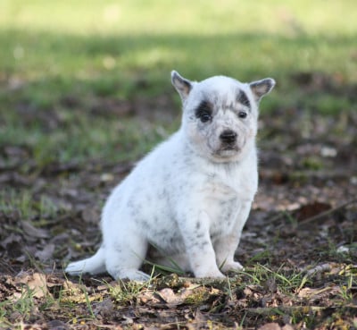 Les chiots de Bouvier australien