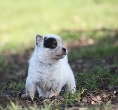 Les chiots de Bouvier australien
