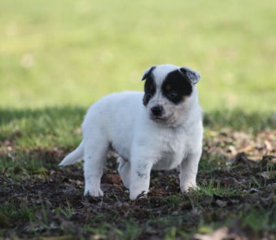 Les chiots de Bouvier australien