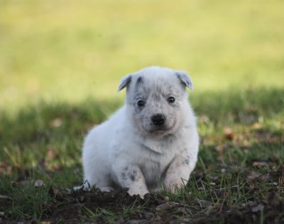 Les chiots de Bouvier australien