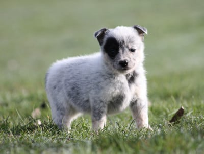 Les chiots de Bouvier australien
