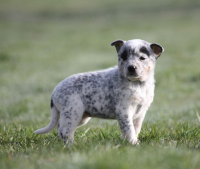 Les chiots de Bouvier australien