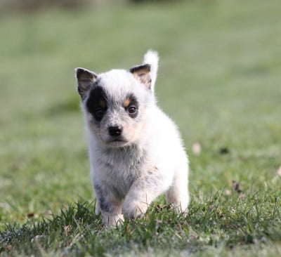 Les chiots de Bouvier australien