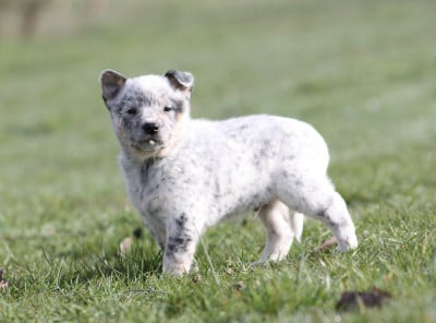 Les chiots de Bouvier australien