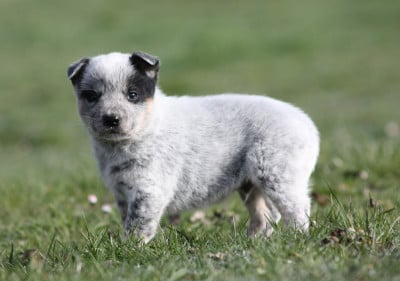 Les chiots de Bouvier australien