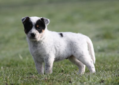 Les chiots de Bouvier australien