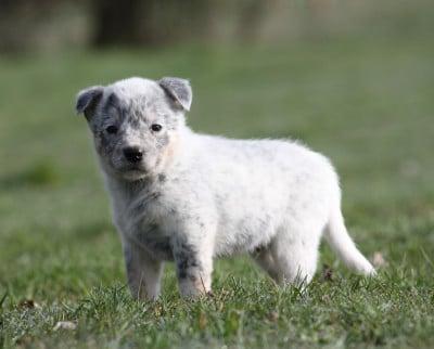 Les chiots de Bouvier australien