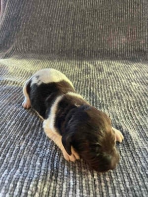 Chiot N°1 - Petit Epagneul de Münster