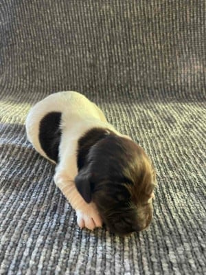 Chiot N°4 - Petit Epagneul de Münster