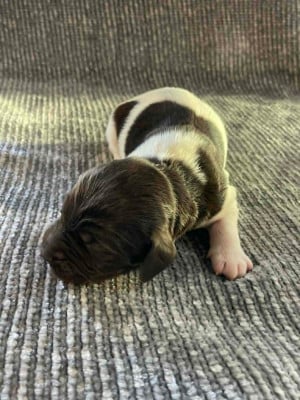 Chiot N°5 - Petit Epagneul de Münster