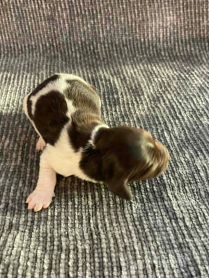 Chiot N°6 - Petit Epagneul de Münster