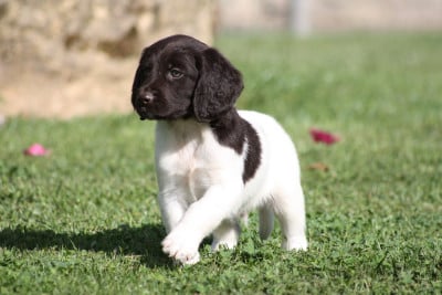 Les chiots de Petit Epagneul de Münster