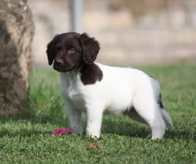 Les chiots de Petit Epagneul de Münster