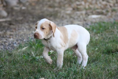 Les chiots de Braque de l'Ariège