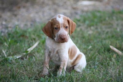 Les chiots de Braque de l'Ariège