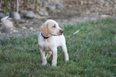 Les chiots de Braque de l'Ariège