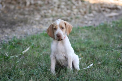 Les chiots de Braque de l'Ariège