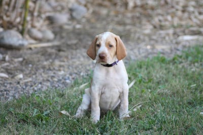 Les chiots de Braque de l'Ariège