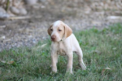 Les chiots de Braque de l'Ariège